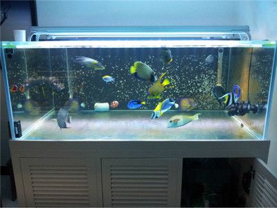 好魚(yú)缸和普通魚(yú)缸魚(yú)缸區(qū)別大嗎圖片對(duì)比（好魚(yú)缸和普通魚(yú)缸區(qū)別大嗎）