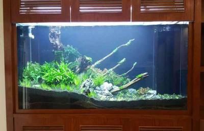 好魚(yú)缸和普通魚(yú)缸魚(yú)缸區(qū)別大嗎圖片對(duì)比（好魚(yú)缸和普通魚(yú)缸區(qū)別大嗎）