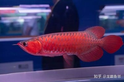 紅龍魚挑選標準是什么樣的（挑選紅龍魚的標準和方法）