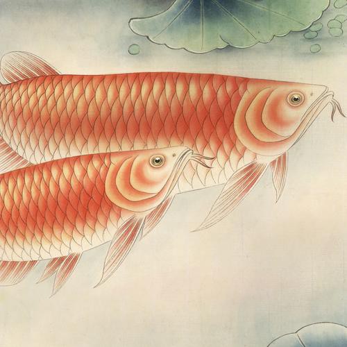 工筆金龍魚的圖片欣賞