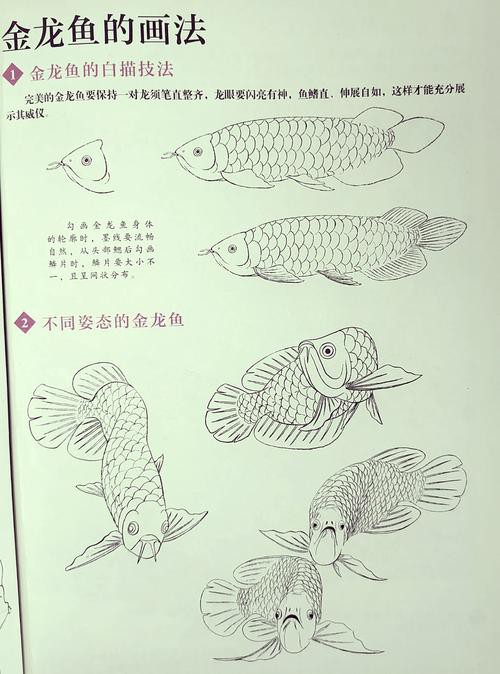 工筆金龍魚的圖片欣賞