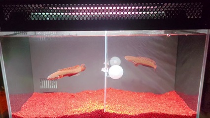 湛江市霞山區(qū)民享水族館（霞山區(qū)民享路31號）