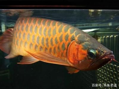 怎樣給龍魚進行麻醉處理：如何給龍魚進行麻醉處理