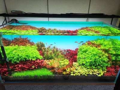 海景坊魚缸的價(jià)格范圍:水族箱養(yǎng)護(hù)指南, 魚缸百科 第4張 海景坊魚缸的價(jià)格范圍:水族箱養(yǎng)護(hù)指南, 海景坊魚缸的價(jià)格范圍:水族箱養(yǎng)護(hù)指南, 魚缸百科 第4張