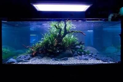 黑金沙魚缸造景選購技巧黑金沙選購技巧：黑金沙的選購技巧 黑金沙魚缸造景選購技巧黑金沙選購技巧：黑金沙的選購技巧 魚缸百科 第1張