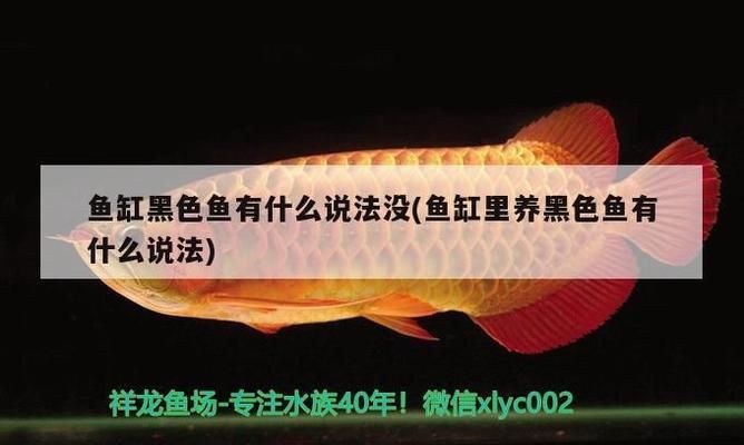 胭脂孔雀龍魚繁殖期飼料選擇：孔雀魚繁殖期水質管理技巧,孔雀魚繁殖成功案例分享