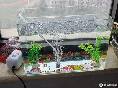 西洲曲魚缸：西洲曲玻璃魚缸的優勢 西洲曲魚缸：西洲曲玻璃魚缸的優勢 魚缸百科 第4張