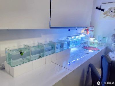 西洲曲魚缸：西洲曲玻璃魚缸的優勢 西洲曲魚缸：西洲曲玻璃魚缸的優勢 魚缸百科 第3張