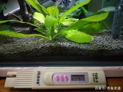 魚缸水質檢測結果解讀：關于魚缸水質檢測結果的分析