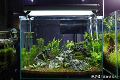 魚缸水質檢測結果解讀：關于魚缸水質檢測結果的分析