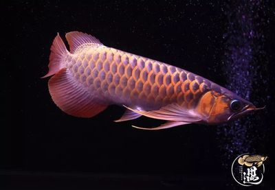 龍魚底色深的發色好看嗎：底色深的龍魚發色好看嗎