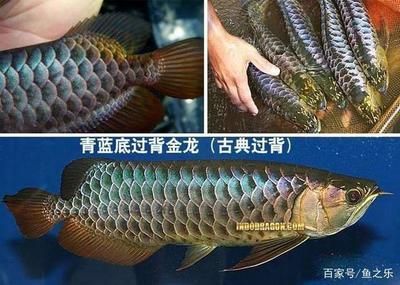 龍魚底色深的發(fā)色好看嗎：底色深的龍魚發(fā)色好看嗎