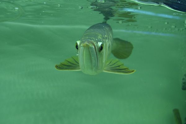 什么樣的魚(yú)缸質(zhì)量好耐用：佳寶jebo魚(yú)缸過(guò)濾系統(tǒng)原理匯總森森魚(yú)缸的用戶(hù)評(píng)價(jià)匯總