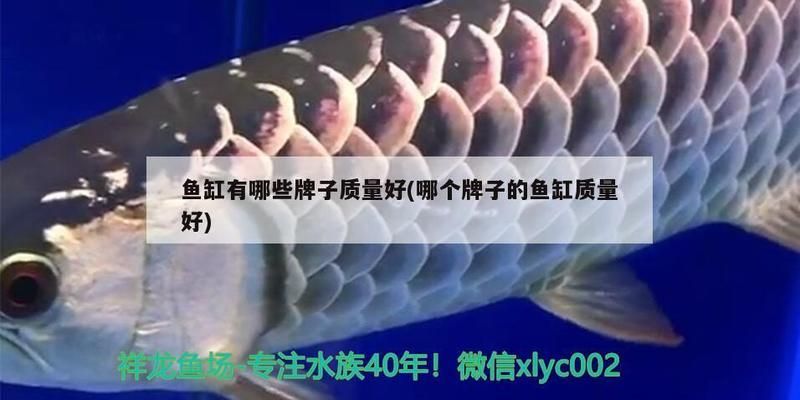 什么樣的魚缸質量好耐用：佳寶jebo魚缸過濾系統原理匯總森森魚缸的用戶評價匯總