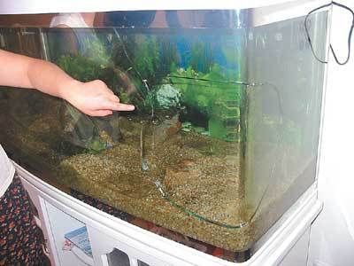 購買低價二手魚缸水族箱的注意事項：尋找低價二手魚缸水族箱時我們需要警惕一些潛在的騙局 購買低價二手魚缸水族箱的注意事項：尋找低價二手魚缸水族箱時我們需要警惕一些潛在的騙局 魚缸百科 第3張