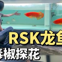 紅龍魚有幾個品種圖片大全視頻