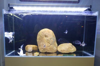 觀賞魚缸放在什么位置好呢（如何選擇一個適合的觀賞魚缸？）