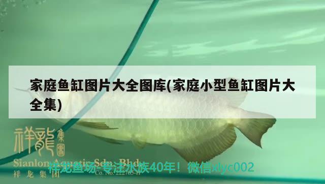 南召縣張敏裝飾用品店 全國水族館企業名錄 第3張 南召縣張敏裝飾用品店 南召縣張敏裝飾用品店 全國水族館企業名錄 第3張