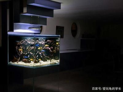 魚缸定制價格表（魚缸定制價格表,尺寸方面,設計方面,杭州地區）