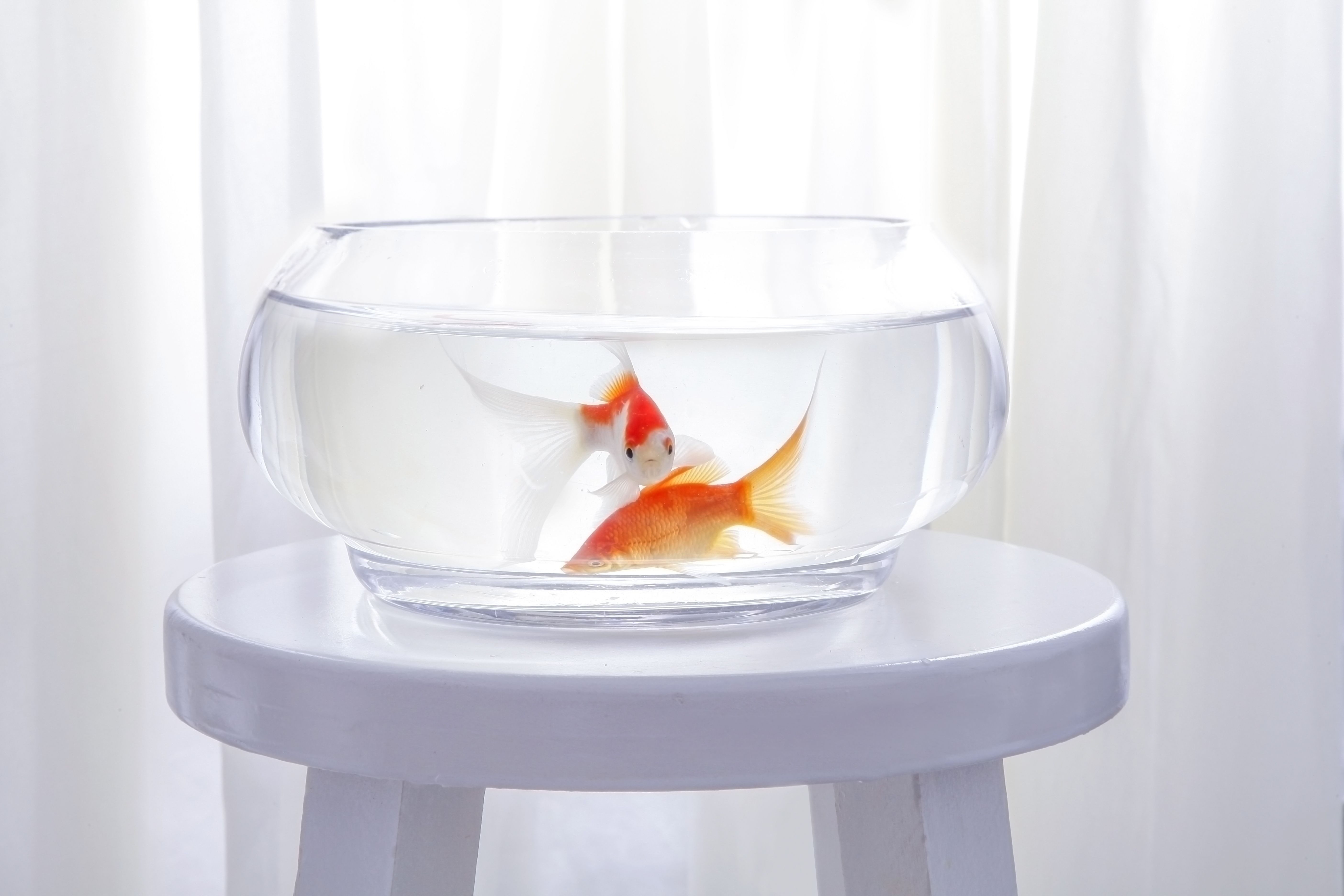 底濾魚缸改低水位（底濾魚缸改低水位的基本方法） 底濾魚缸改低水位（底濾魚缸改低水位的基本方法） 魚缸百科 第1張