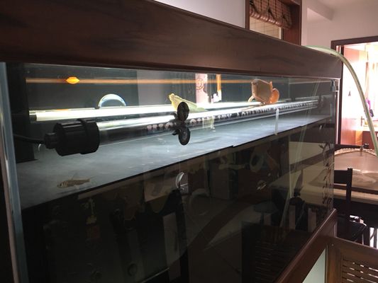 底濾魚缸改低水位（底濾魚缸改低水位的基本方法） 底濾魚缸改低水位（底濾魚缸改低水位的基本方法） 魚缸百科 第3張
