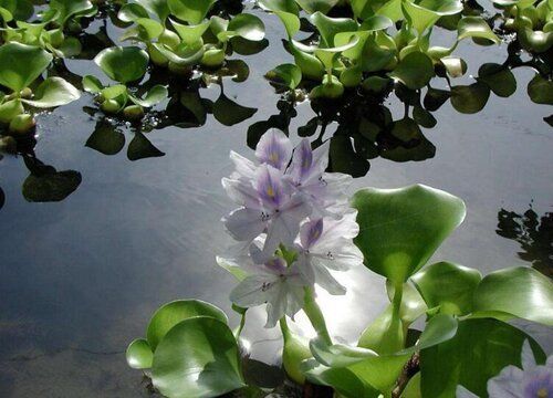 水生植物對魚缸氧氣貢獻度：水生植物在魚缸中如何通過光合作用和氧氣產生過程
