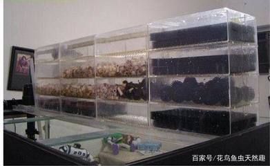魚缸水發綠渾濁原因和解決方案（魚缸水發綠渾濁原因和解決方案,）