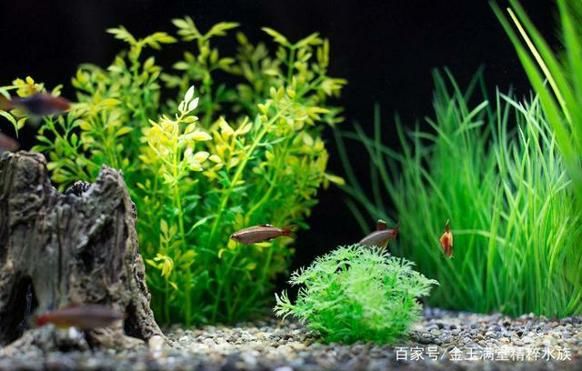 魚缸水發綠渾濁原因和解決方案（魚缸水發綠渾濁原因和解決方案,）