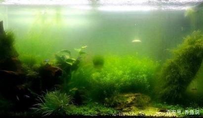 魚缸水發綠渾濁原因和解決方案（魚缸水發綠渾濁原因和解決方案,）