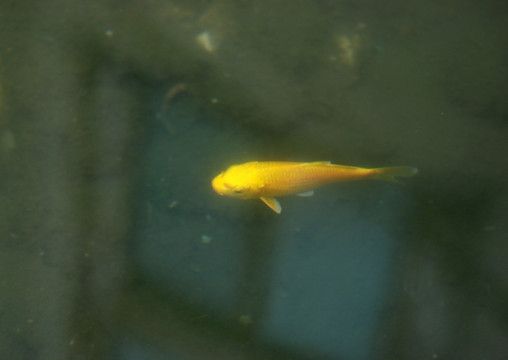 金龍魚的簡介：觀賞魚金龍魚的介紹