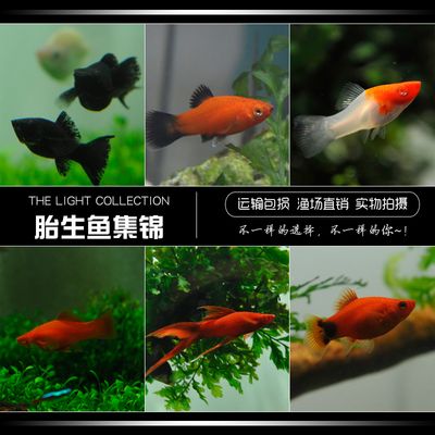金龍魚的簡介：觀賞魚金龍魚的介紹