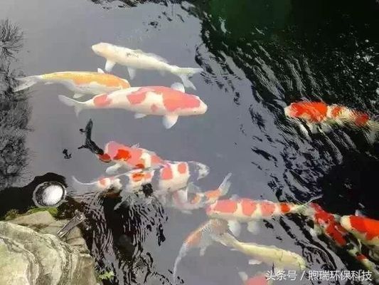 龍魚能吃錦鯉的魚糧嗎：龍魚能吃錦鯉的魚糧嗎，探索觀賞魚飲食搭配可能性 龍魚能吃錦鯉的魚糧嗎：龍魚能吃錦鯉的魚糧嗎，探索觀賞魚飲食搭配可能性 龍魚百科 第3張