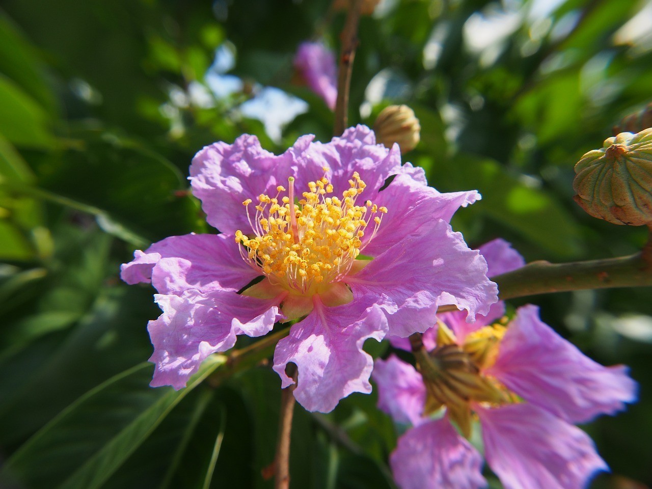 西區(qū)紫薇花卉店（西區(qū)紫薇花卉店地址）