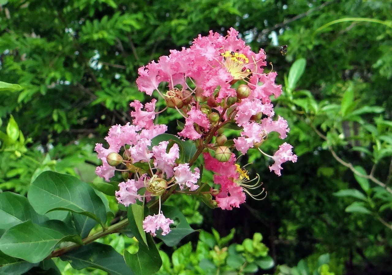 西區(qū)紫薇花卉店（西區(qū)紫薇花卉店地址）