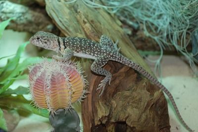 長時間開燈對銀龍魚有影響嗎（長時間開燈對銀龍魚會有影響嗎？）