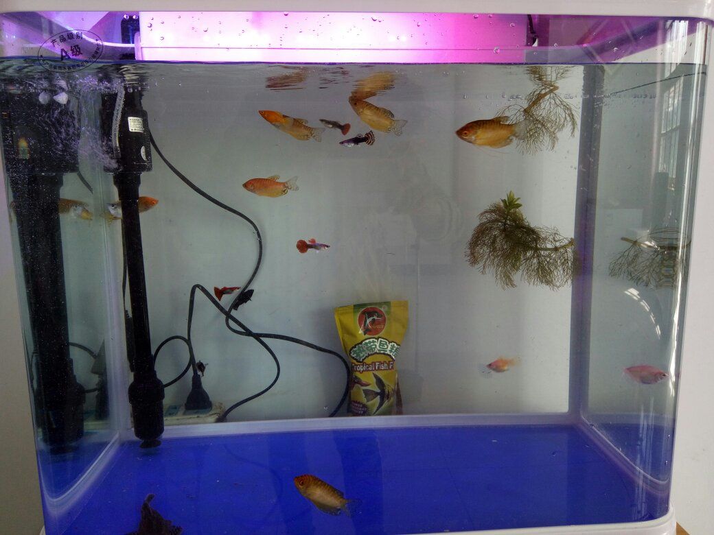 過濾魚缸水用多少目的過濾網(wǎng)好用（如何選擇魚缸過濾網(wǎng)？） 過濾魚缸水用多少目的過濾網(wǎng)好用（如何選擇魚缸過濾網(wǎng)？） 魚缸百科 第2張