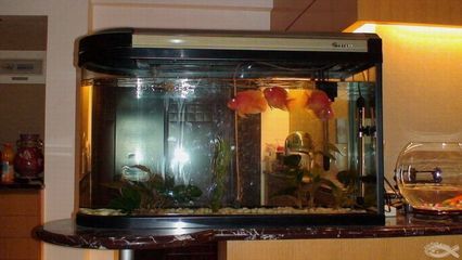 很大的魚缸（aquadom水族箱發生爆裂）