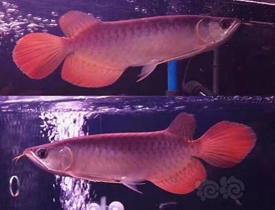 怎么看龍魚的品相好壞：判斷龍魚的品相好壞時需要考慮多個方面，以下關鍵點