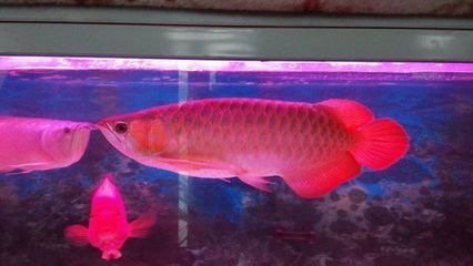 怎么看龍魚的品相好壞：判斷龍魚的品相好壞時需要考慮多個方面，以下關鍵點