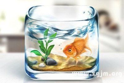夢見魚缸里多了很多小魚：夢見魚缸小魚增多是什么意思