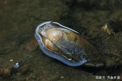魚缸養河蚌的禁忌：養河蚌在魚缸中可能會帶來一些問題，養魚愛好者需要注意