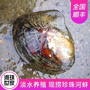 魚缸養河蚌的禁忌：養河蚌在魚缸中可能會帶來一些問題，養魚愛好者需要注意