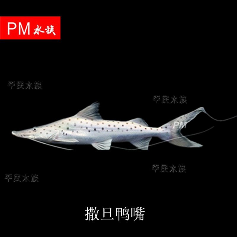 銀豹鴨嘴魚和龍魚混養：銀豹鴨嘴魚和龍魚可以混養嗎