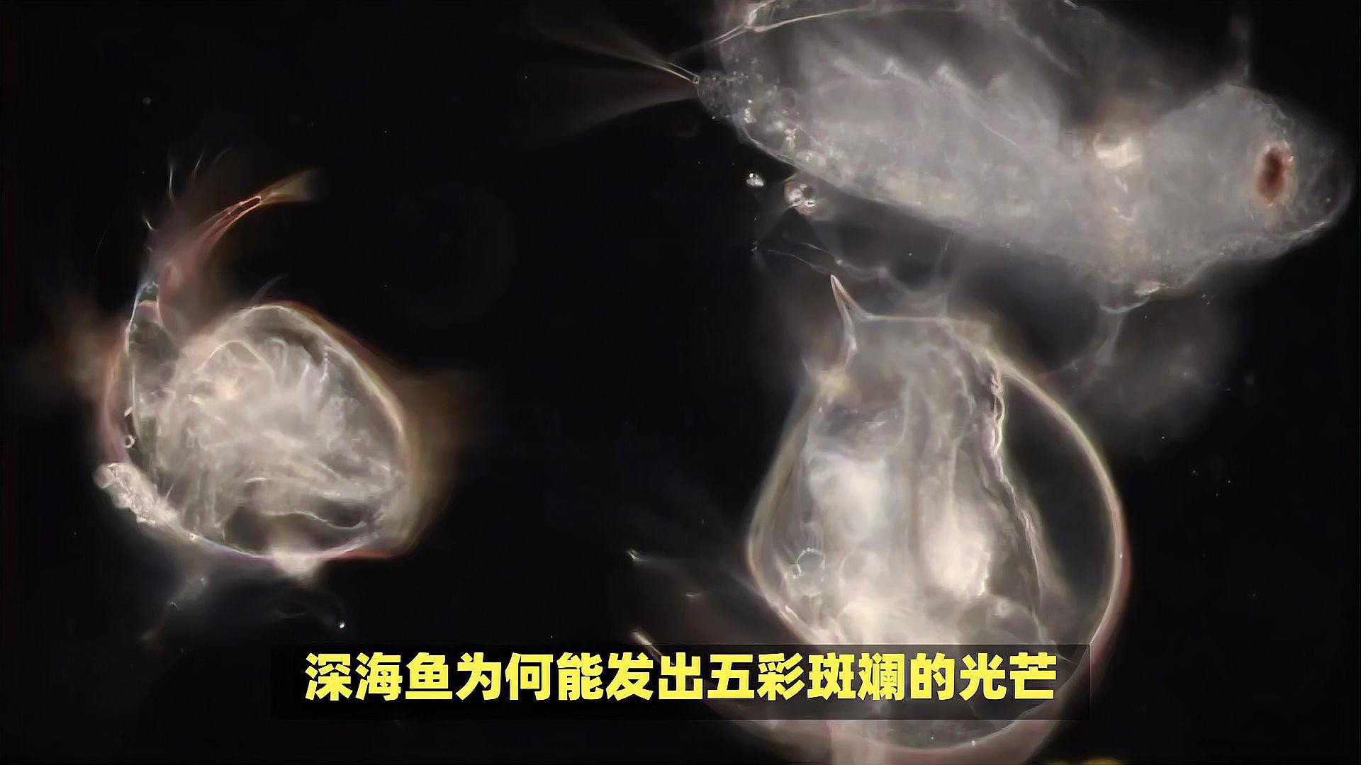 深海龍魚圖片大全大圖