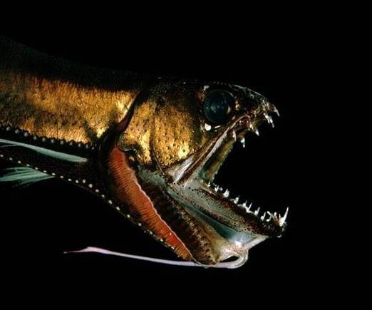 深海龍魚圖片大全大圖