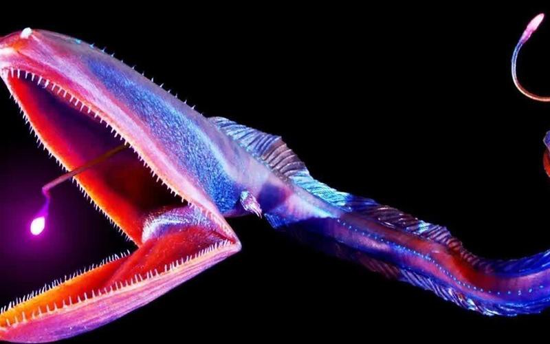 深海龍魚圖片大全大圖