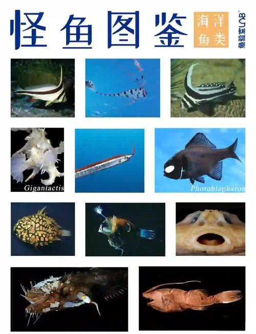 深海龍魚圖片大全大圖