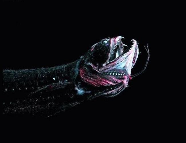 深海龍魚圖片大全大圖