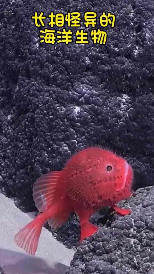 深海龍魚圖片大全大圖