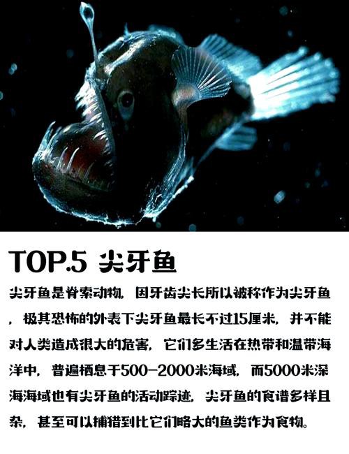 深海龍魚圖片大全大圖